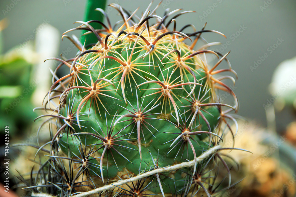 close up of green cactus close up of green cactus