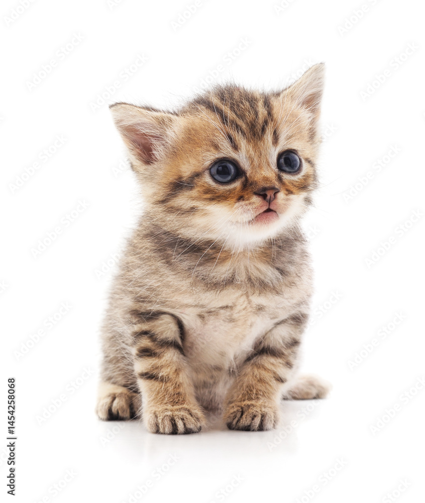 Obraz premium Small gray kitten.