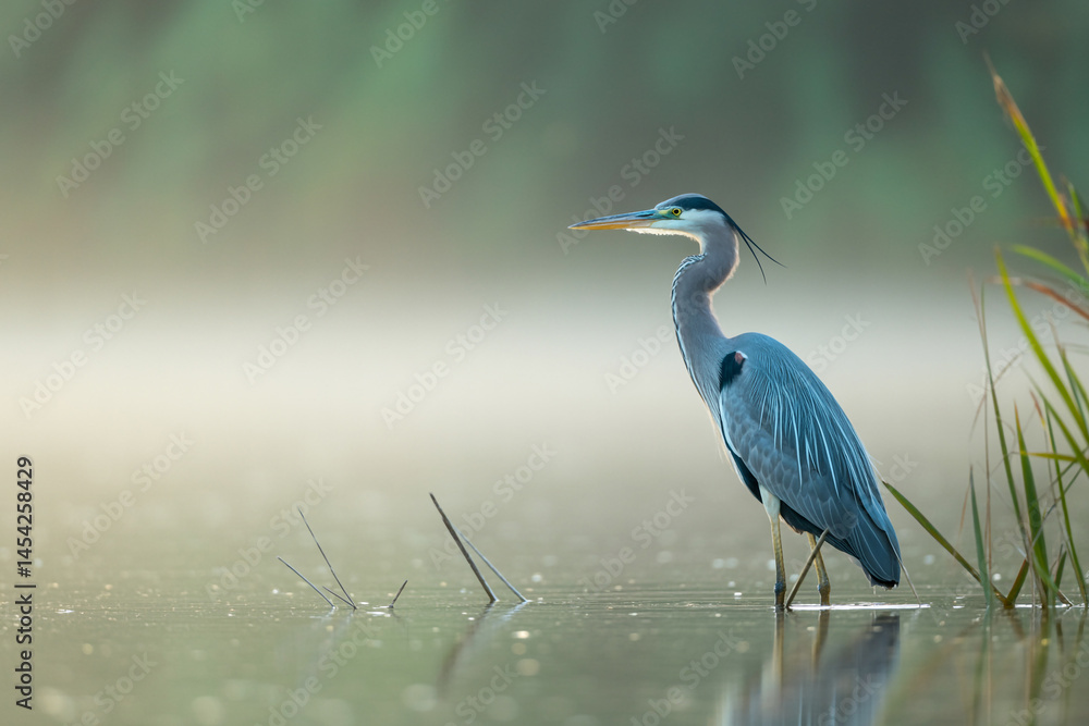 Great Blue Heron Standing Calmly In Foggy Marsh Water At Sunrise Serene Wildlife Scene Great Blue Heron Standing Calmly In Foggy Marsh Water At Sunrise Serene Wildlife Scene