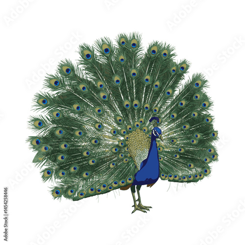 Elegant Peacock with Full Feather Display – Vector Illustration