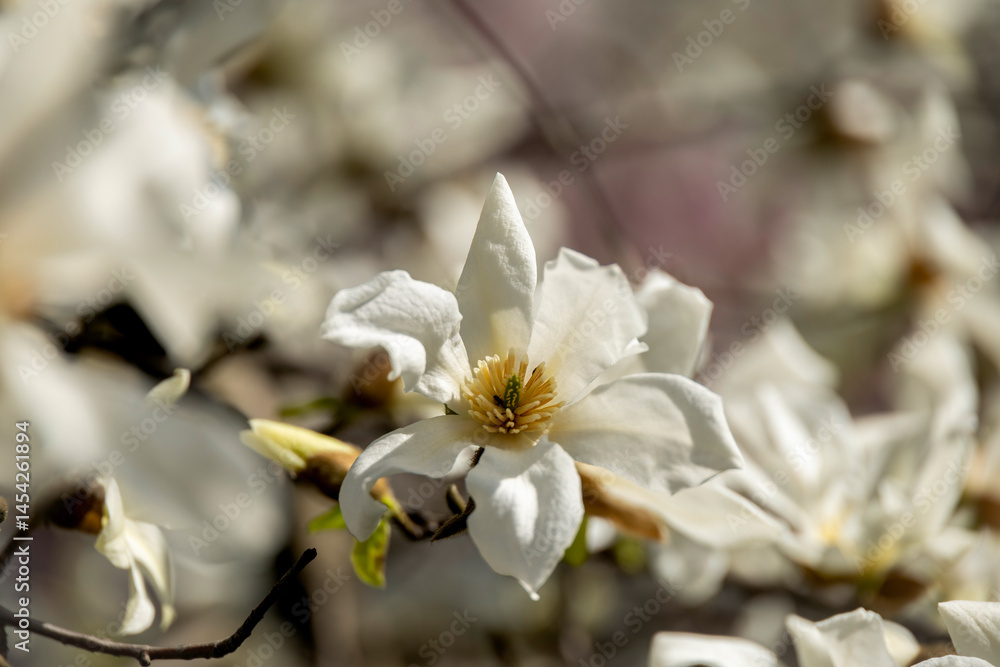 Fototapeta premium Close-up of blooming white magnolias on a spring day