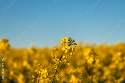 Close-up of rapeseed flowers on a sunny day