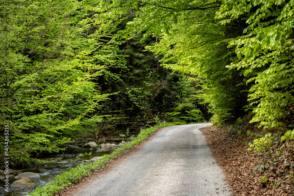 Obraz premium Road through spring forest with beautiful sunlight