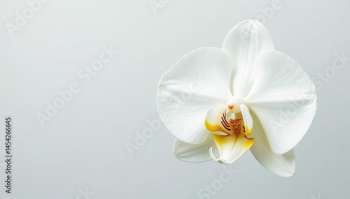 Single pristine white orchid blossom on white, harmony, clean background