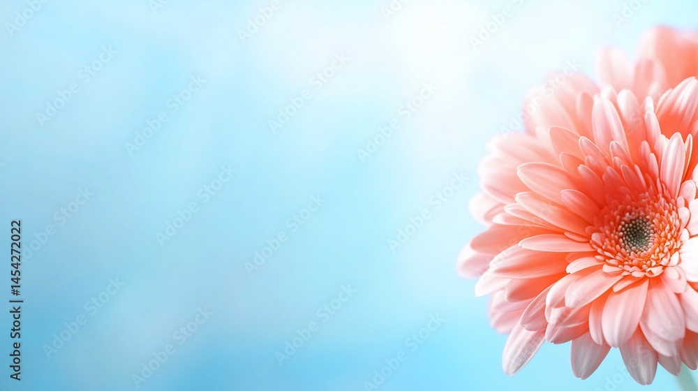 Fototapeta premium Peach Gerbera daisy blooms against a soft blue sky