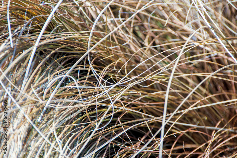 close up of grass close up of grass