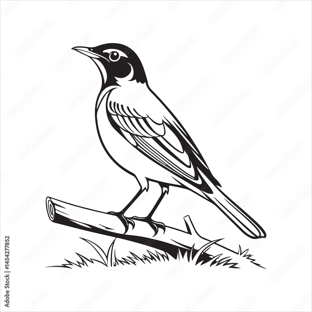 Obraz premium american robin silhouette black vector