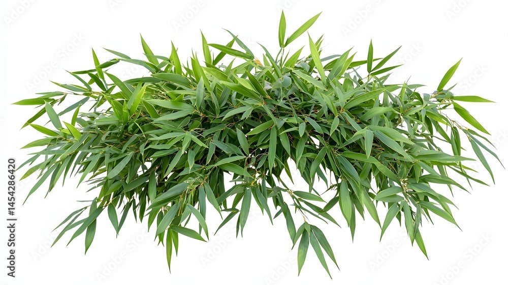 Fototapeta premium Beautiful few bamboos, isolated on a white background