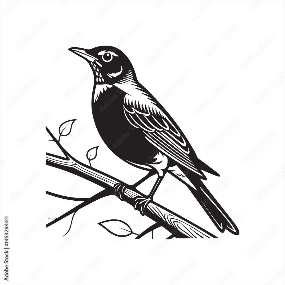 Obraz premium american robin silhouette black vector