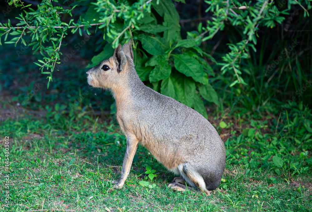 A gray and white rabbit is sitting on the grass. A gray and white rabbit is sitting on the grass.