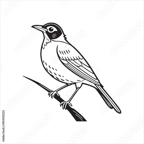 american robin silhouette black vector