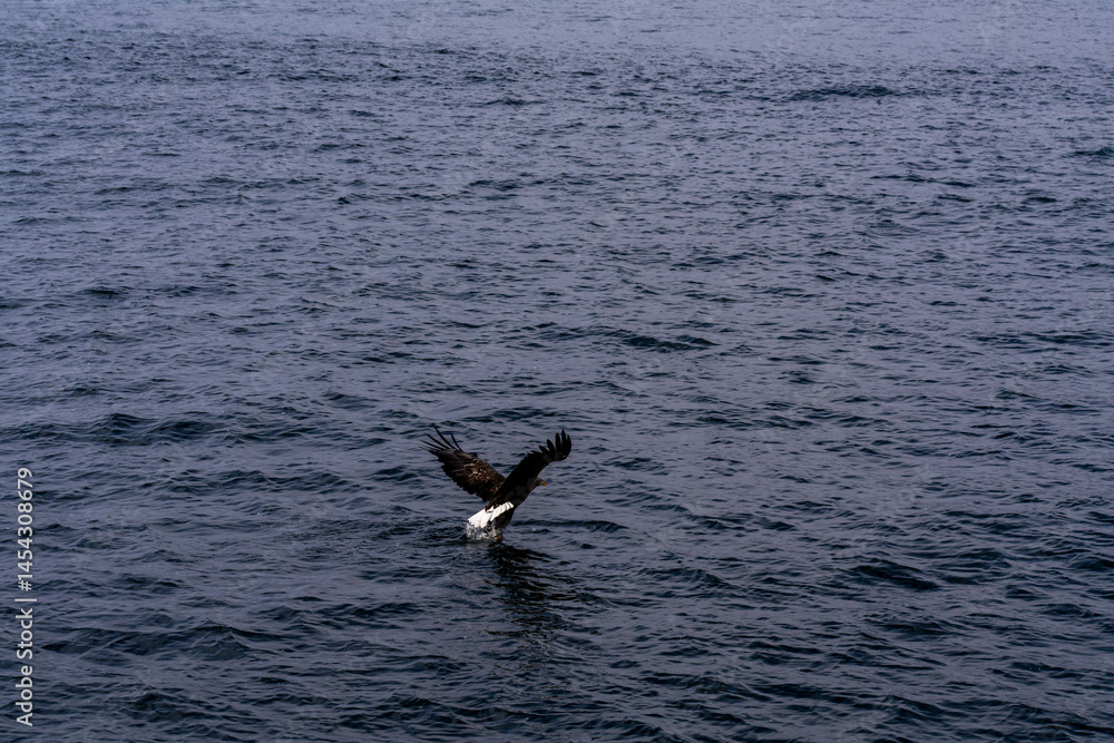 Naklejka premium 北海道 大鷲 オジロワシ オオオワシ 鳥 動物 冬