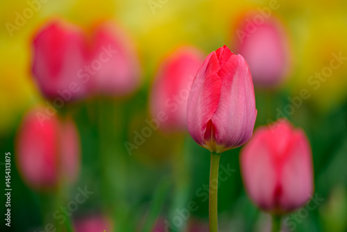 red tulips in the garden