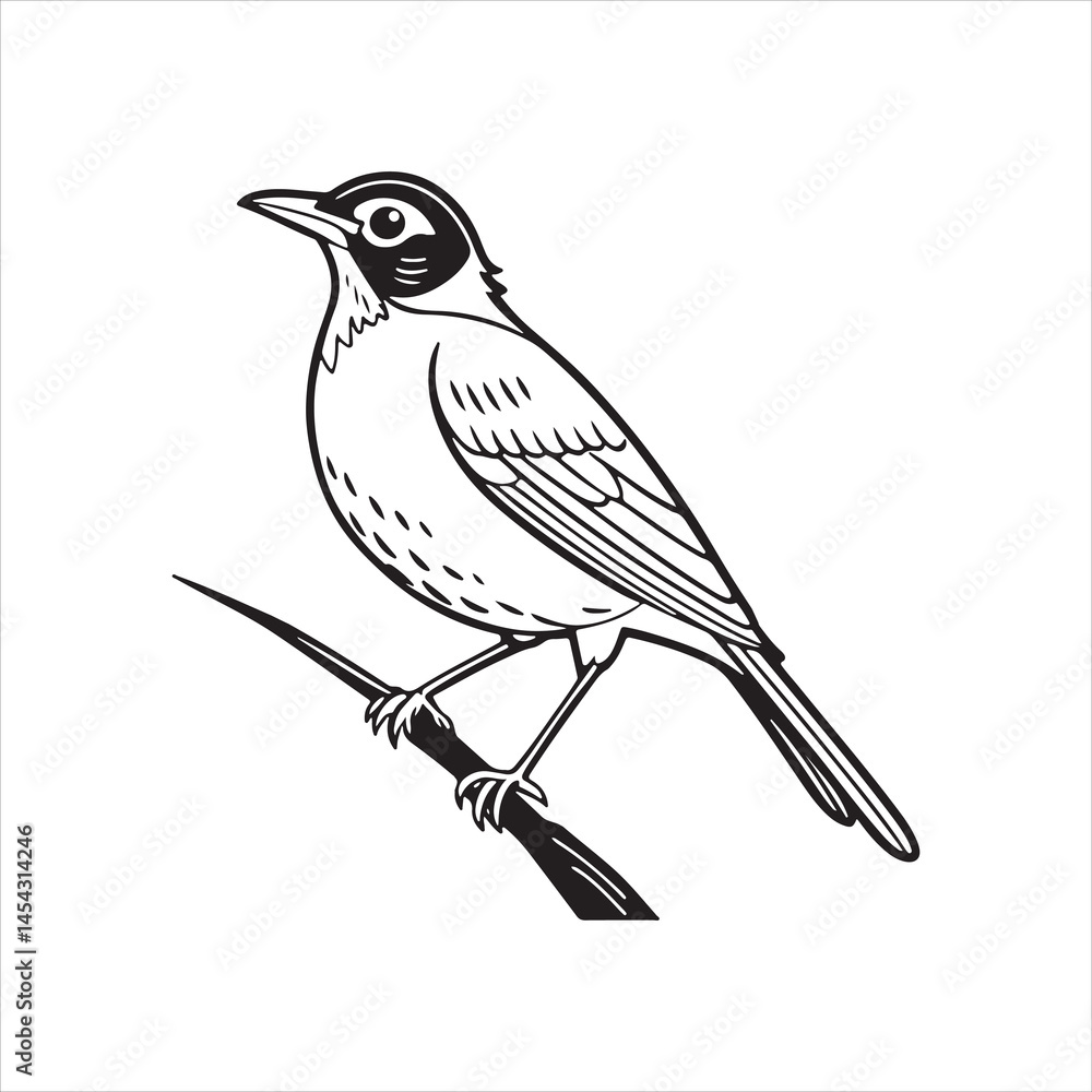 Obraz premium american robin silhouette black vector