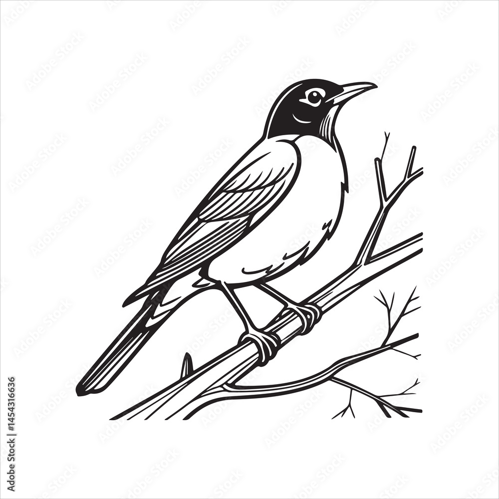 Obraz premium american robin silhouette black vector