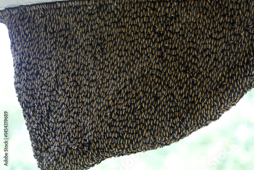 Bees sit on honeycombs with honey in a bee frame in a beehive close-up. Beekeeping, sealing honeycombs with wax  near sundarban,bangladesh