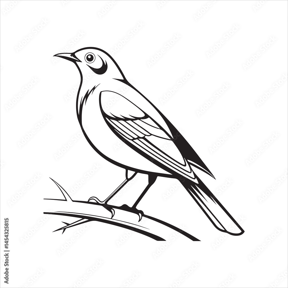 Fototapeta premium american robin silhouette black vector