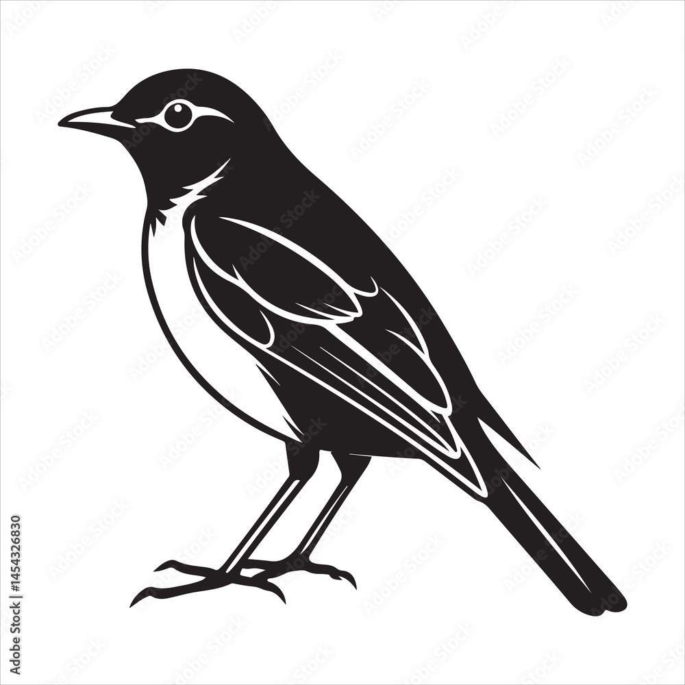 Fototapeta premium american robin silhouette black vector