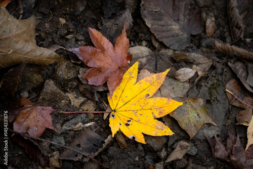 Yellow and red maple leaves in autumn season falling on dirt ground in forest
