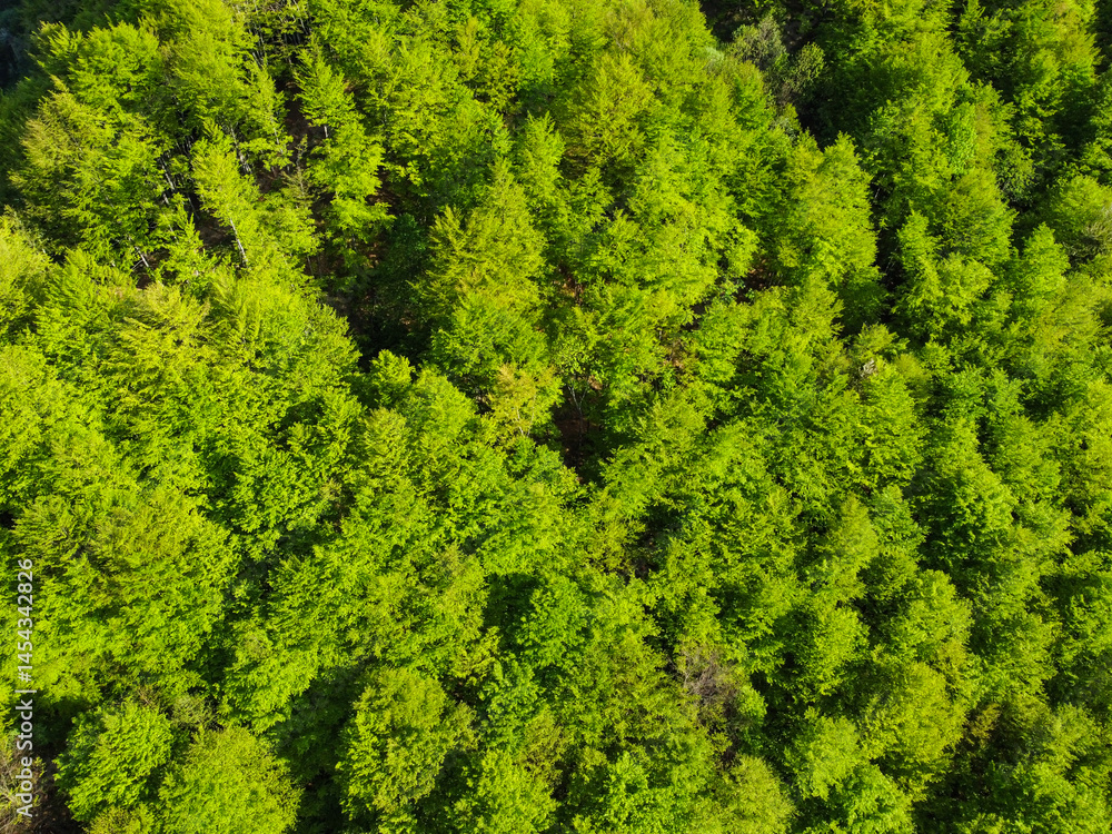 Naklejka premium Green forest in spring, drone shot. Young leaves on branches in the mountain. Deciduous forest.
