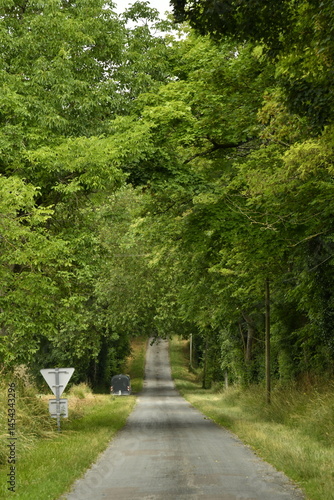 Fotografi Route s'enfonçant dans un tunnel de verdure près du bourg de Champagne au Périgo