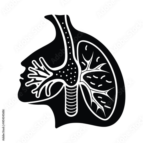 throat cross section during cough