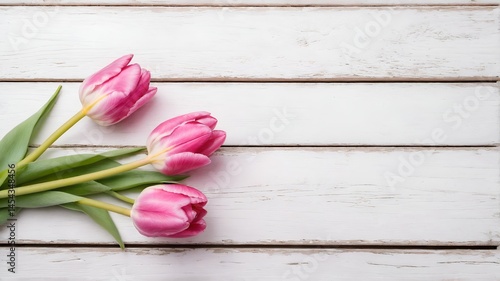 Pink tulip flower on white wooden table background. Mothers Day.