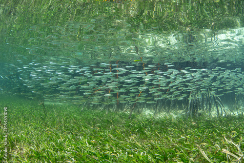 Obraz na plátne A school of silversides swims over seagrass on the edge of a mangrove forest in Halmahera, Indonesia