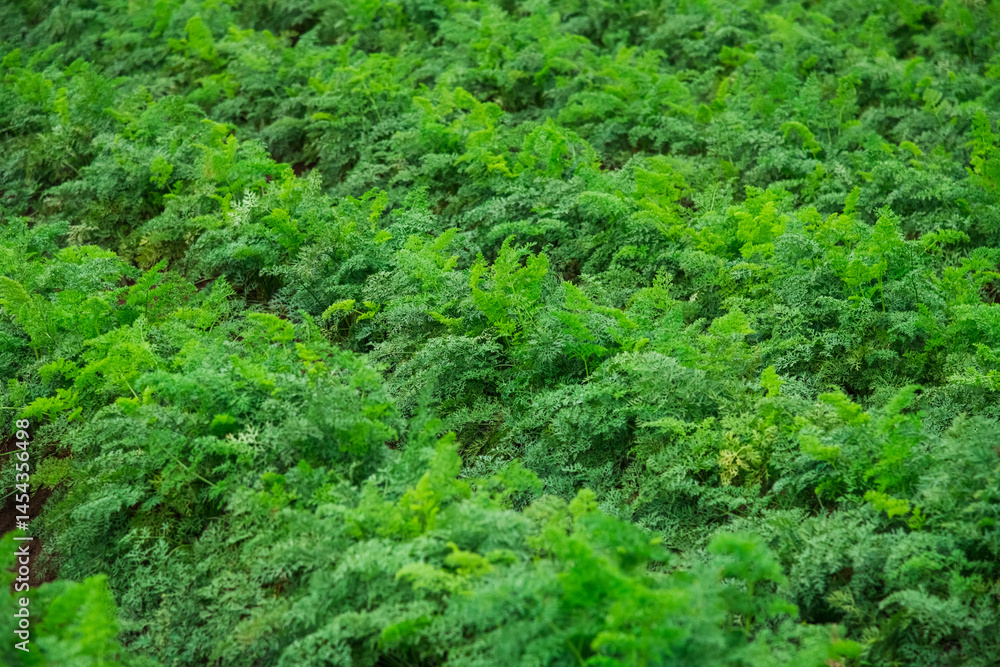 Carrots grow in the field Carrots grow in the field