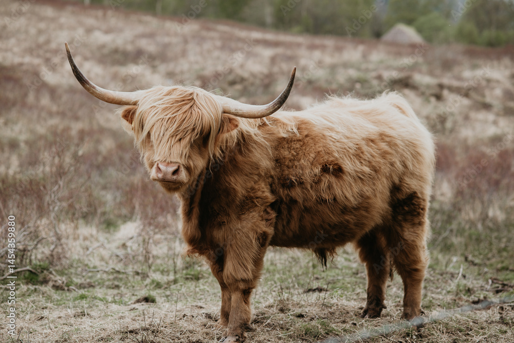scottish highland cow scottish highland cow