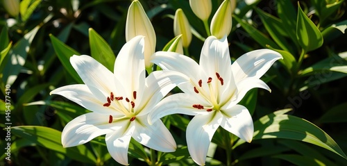 Sunlit white lilies, lush green leaves, elegant bloom, texture, plant