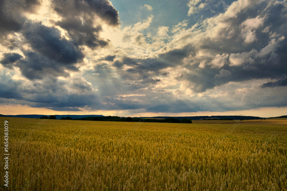 The Golden Wheat Field Spreads Out Beautifully Under the Dramatic Clouds That Hover Above It