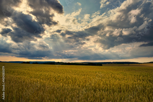 Obraz na płótnie The Golden Wheat Field Spreads Out Beautifully Under the Dramatic Clouds That Hover Above It w salonie