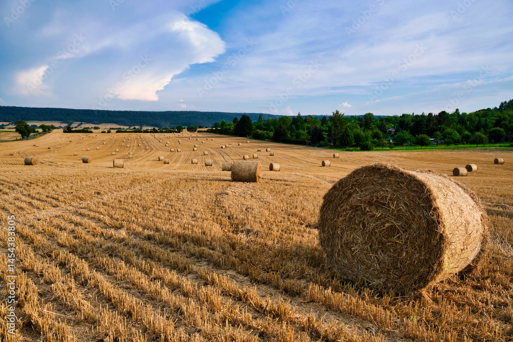 Straw swamps in the field. Bales of straw in the swampy countryside
