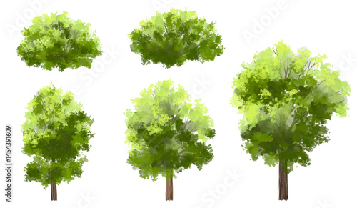 Vector of green tree side view isolated on white background ,watercolor tree elevation for landscape concept,environment scene,eco design, garden for spring
