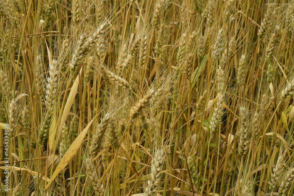 Fototapeta premium Épis de blé dans l'un des champs près du bourg de Champagne au Périgord Vert 