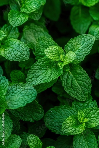 Fresh mint leaves close-up (1)