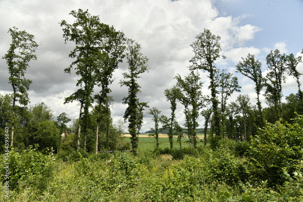 Fototapeta premium Forêt de spécimens rares sous un ciel gris près du bourg de Champagne au Périgord Vert