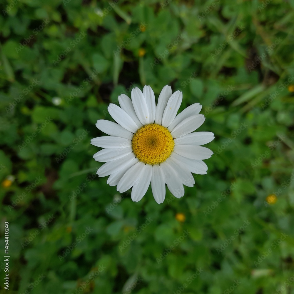 daisy flower in the garden. daisy flower in the garden.