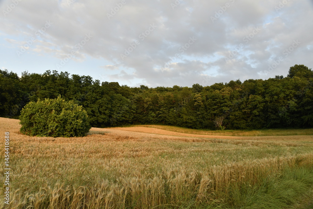 Obraz premium Contraste entre le jaune du blé, le vert de la forêt et le ciel gris entre ombres et lumière en fin de journée près du bourg de Champagne 