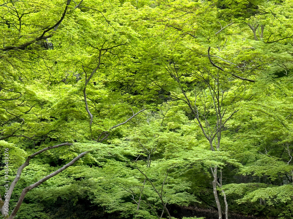 Filled frame of spring season Japanese maple trees with blooming green leaves perfect for a nature background