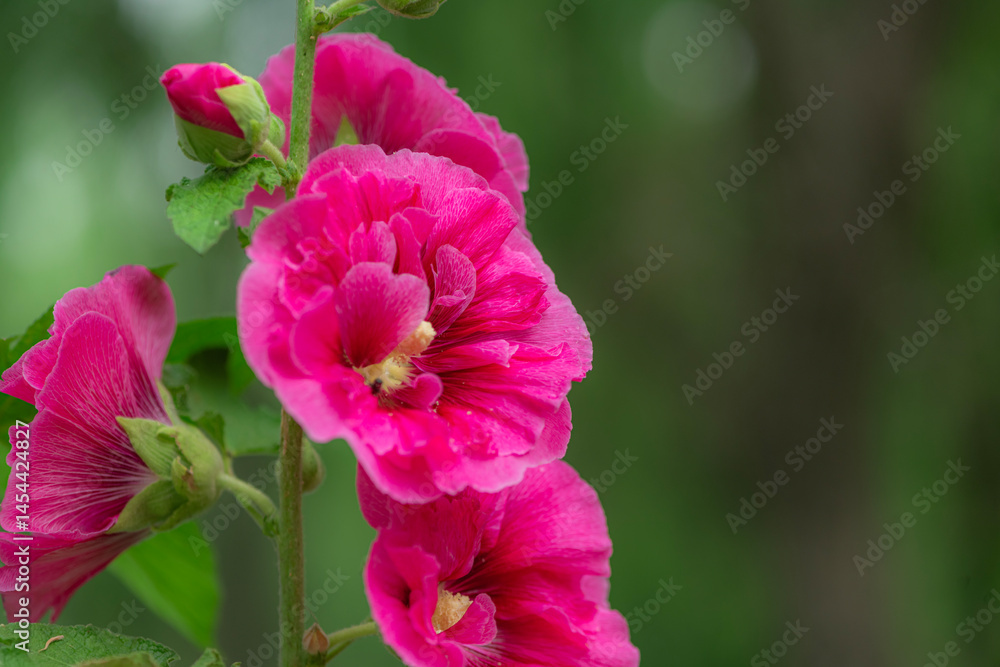 Obraz premium Colorful and beautiful hibiscus flowers bloom in summer