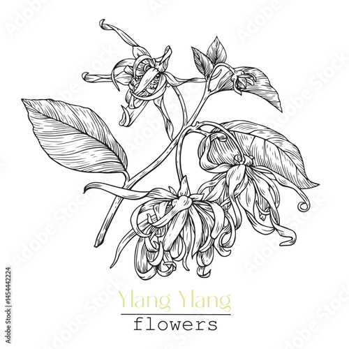 Flowers Ylang-Ylang, bloom twig. Engraved Hand drawn graphics element, black and white. Vector botanical illustration for design cosmetic, perfumery, branding. Medicinal plant
