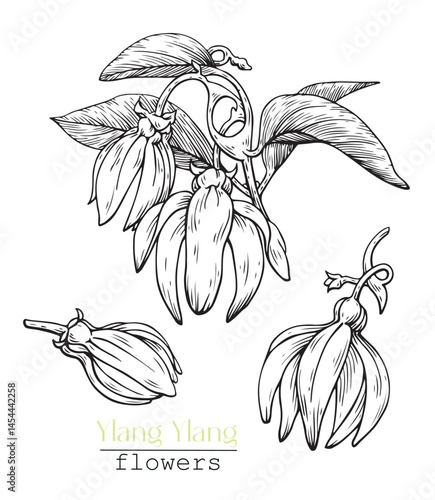 Ylang Ylang flowers set. Hand drawn sketch, black and white graphics elements. Vector botanical illustration for design logo, cosmetic, perfumery, package, branding. Medicinal plant