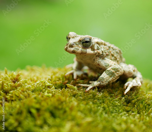 European green toad Bufotes viridis close-up, amphibian water frog sits on mud animal moss wetland, endangered species of nature, natural purity indicator biodiversity detail, swamp Europe