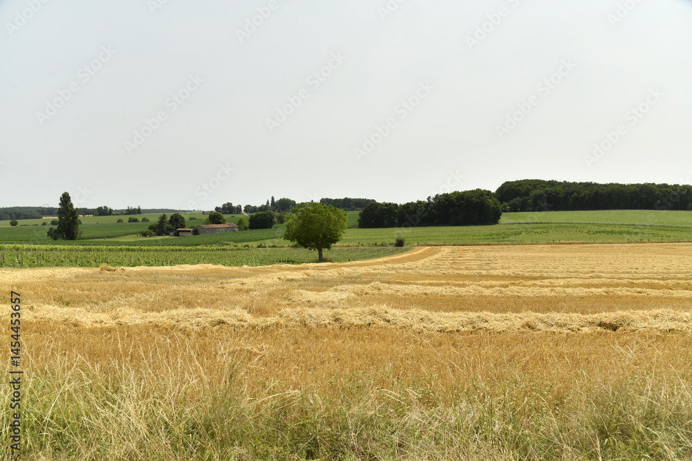 Fototapeta premium Champ de blé après moisson sous un ciel clair près de Villebois-Lavalette 