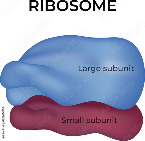Ribosome Structure: Large and Small Subunits Design Vector Illustration