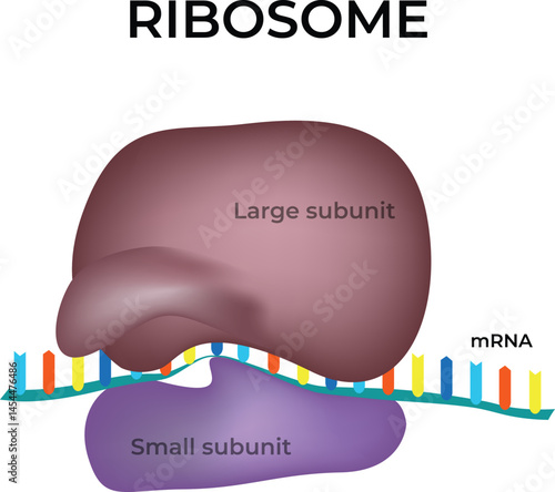 Ribosome: The Protein Synthesis Machine Design Vector Illustration
