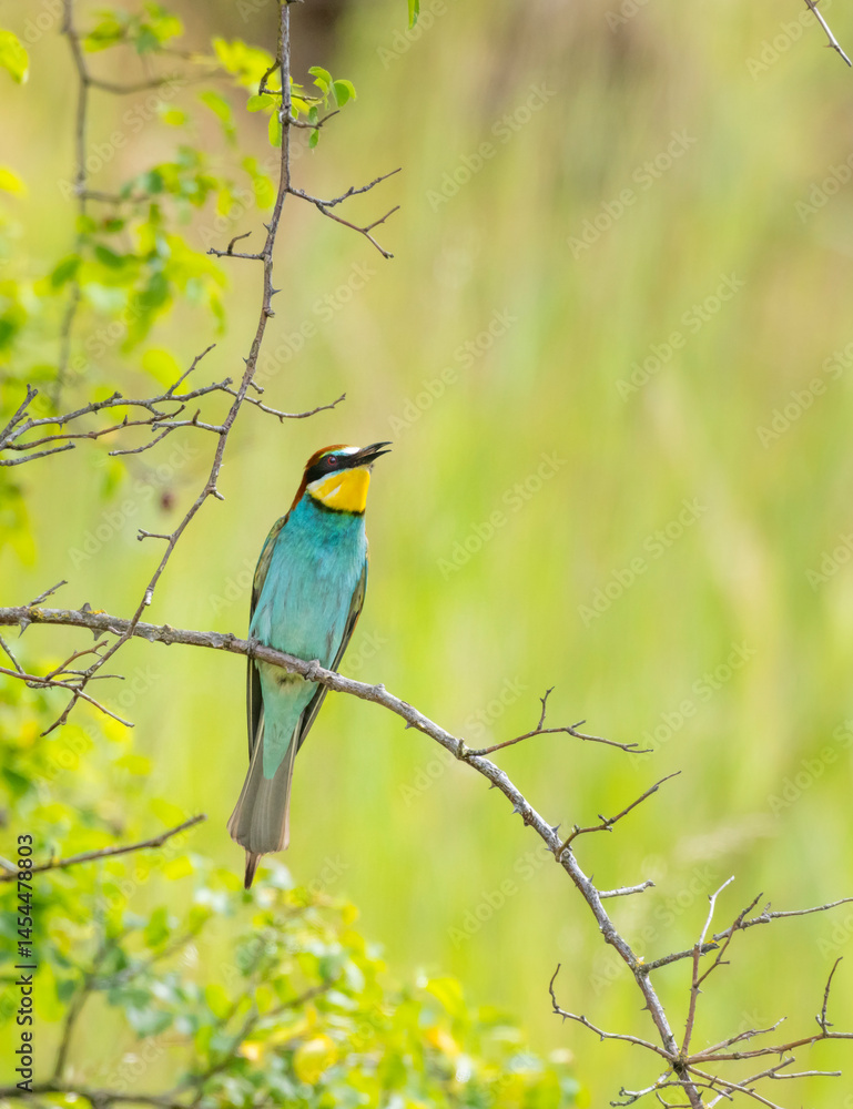 Fototapeta premium European bee-eater, Merops apiaster, Palava, Southern Moravia, Czech Republic