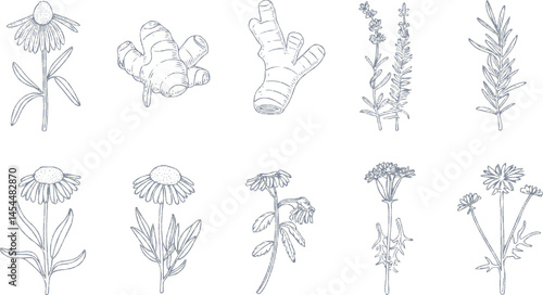 Minimalist black and white icon set in thin line style featuring medicinal herbs like echinacea ginger turmeric lavender rosemary calendula lemon balm and dandelion